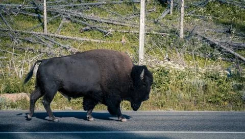 Bison on the road. Foto stock