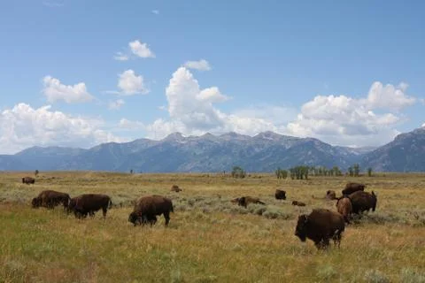 Bison Roaming the West Stock Photos