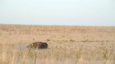 Bison rolling around on the ground Stock Footage 138985574