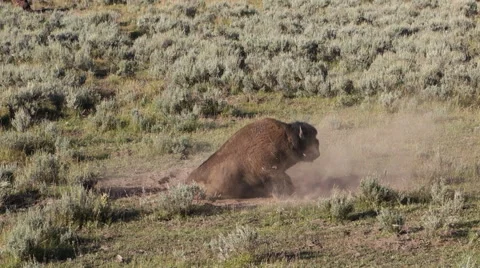 Bison Rolling in Dust During Rut Stock Footage 62958082