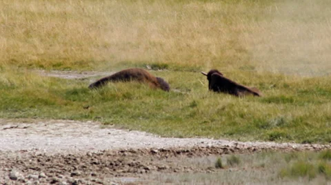 Bison rolling Stock Footage 32425446