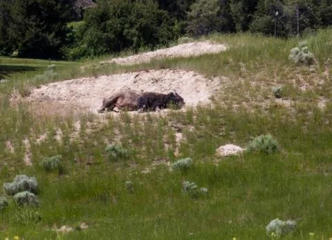 Bison Rolling Stock Photos
