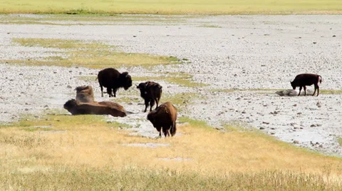 Bison rolls in dirt 스톡 동영상 32426692