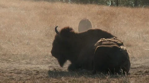 Bison rolls in dust Stock Footage 813561