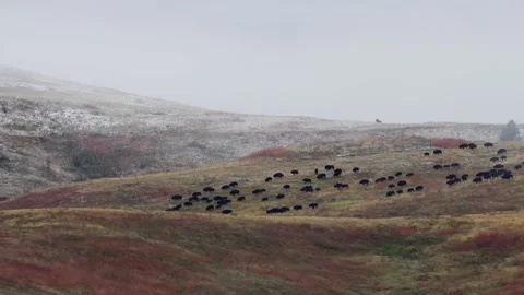 Bison roundup 库存影片 165168693