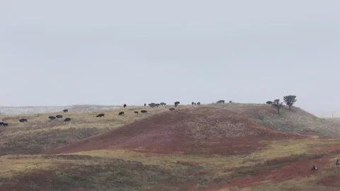 Bison roundup 库存影片 165169798