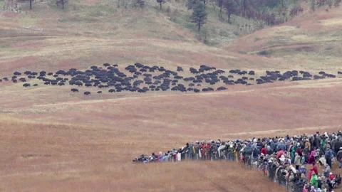 Bison Roundup 库存影片 165170275