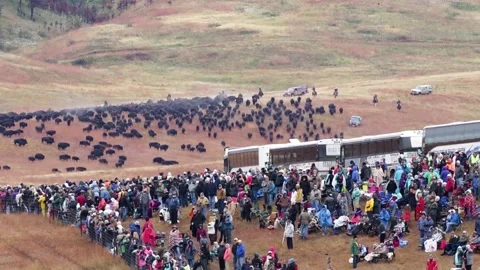 Bison Roundup 库存影片 165170690