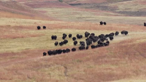 Bison Roundup 库存影片 165171026