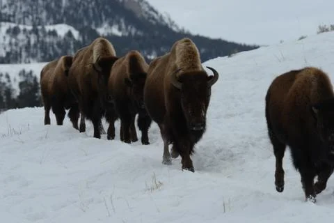 Bison in a row in snow Stock Photos