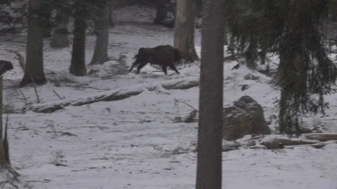 A bison on the run in the Bavarian Forest 스톡 동영상 127608674