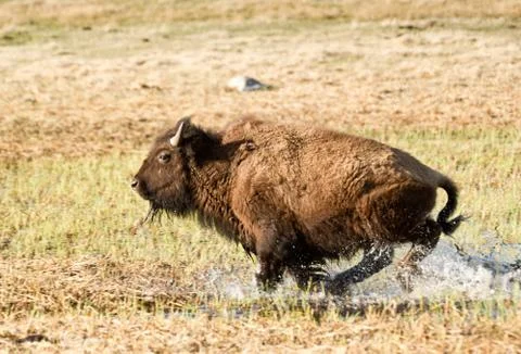 Bison on the Run Stock Photos