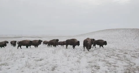 Bison running away from camera across snow field Video stock 332442333