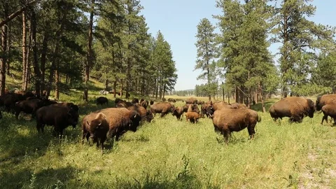 Bison running - camera knock down Stock Footage 119739087