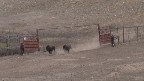 Bison Running into Corral Stock Footage 98468888