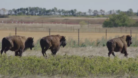 Bison running in enclosed ranch pasture Stock Footage 332432983