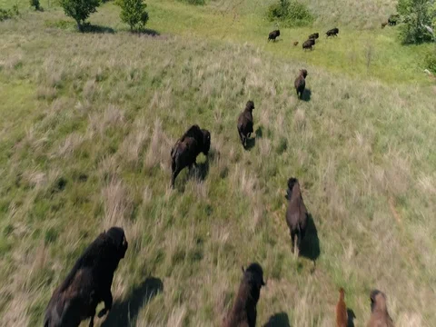 Bison Running 動画素材 77521919