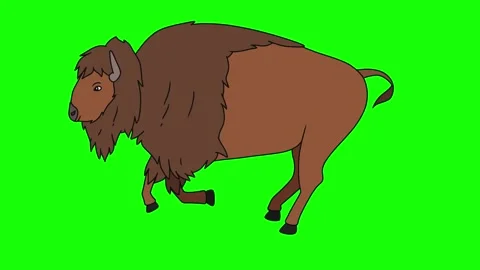 Bison running on green screen background. 4K Stock Footage 271140574