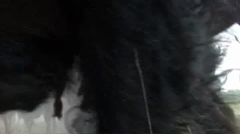 Bison running head - on 動画素材 25878604