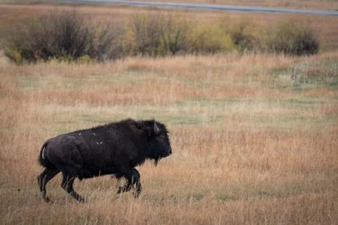 Bison running Stock Photos