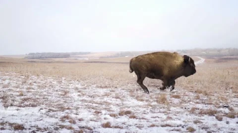 Bison running in snow field 2 Stock Footage 146400271