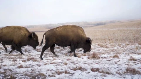 Bison running in snow field Stock Footage 146401261