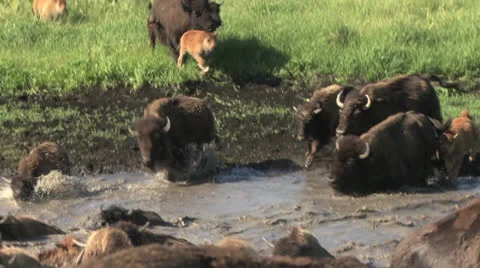 Bison running swimming Stock-Footage 25885469