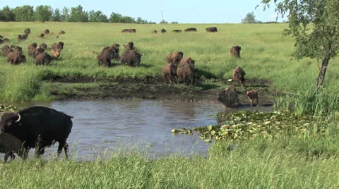 Bison running swimming 動画素材 25885879