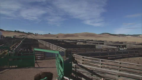 Bison Running through Chute Gate at Auct... | Stock Video | Pond5