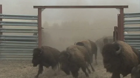 Bison Running through Dust Cloud into Corral at Wind Cave National Park Stock Footage 122016506