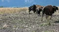 Bison running walking P HD 3090 HD Footage