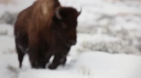 Bison Runs Through Snow Yellowstone Stock Footage 42402499