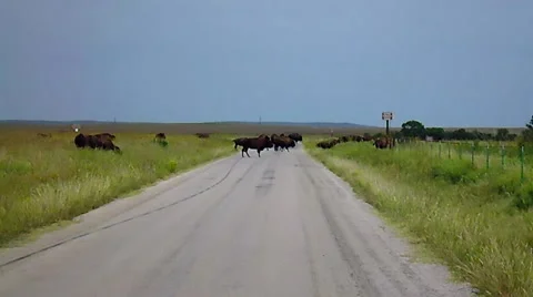 Bison on Rural Road Stock Footage 41772684