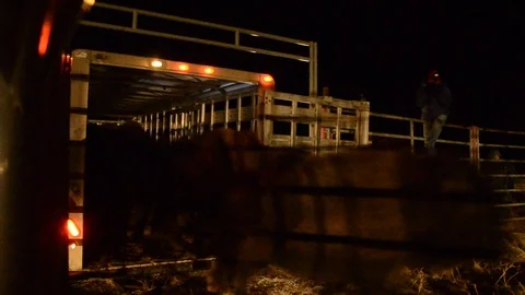 Bison Rushing out of Cattle Trailer at Night on Fort Peck Indian Reservation Stock Footage 121074554