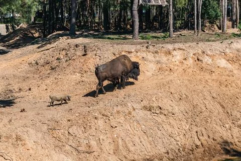 Bison on the sandy slope of the mountain. A bison walks along a sandy slope. Stock Photos