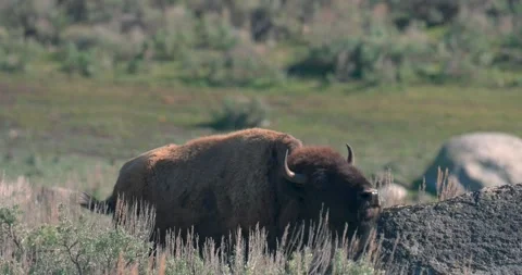 A bison scratching it's head against a rock Video stock 337871207