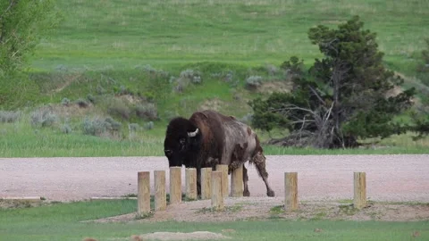 Bison Scratching on post 스톡 동영상 170901203