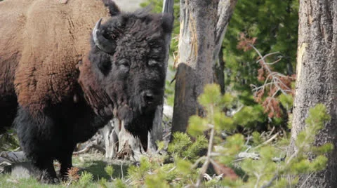 Bison Scratching Tree Stock Footage 25879108