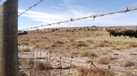 Bison as seen through fence Vídeos de archivo 48614604
