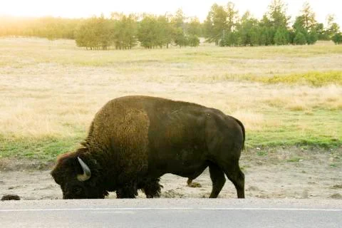 Bison on the Side of the Road Stock Photos