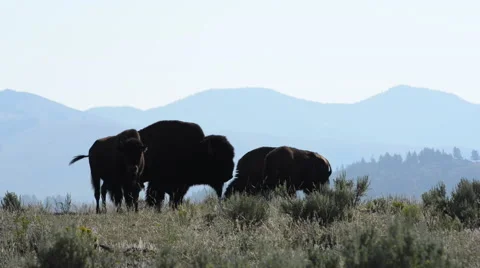 Bison Silhouette with Mountains Stock Footage 62816312