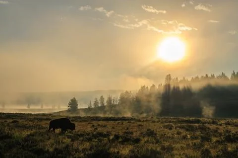 Bison Silhoutte at Dawn Stock Photos