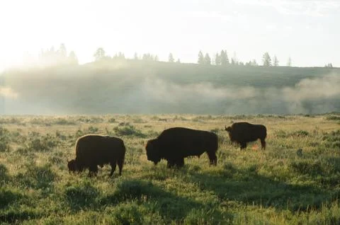 Bison Silhouttes at Dawn Stock Photos