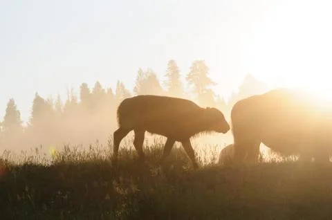 Bison Silhouttes at Dawn Stock Photos