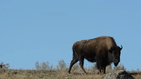 Bison, silouetted on hillside, Video stock 168651974