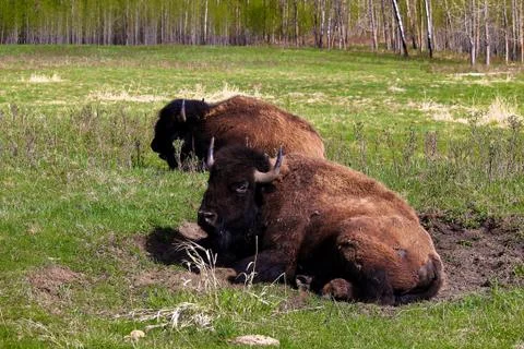 A bison sitting in a wallow pit Stock Photos