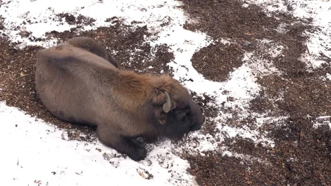 The bison is sleeping surrounded with snow 库存影片 102388291