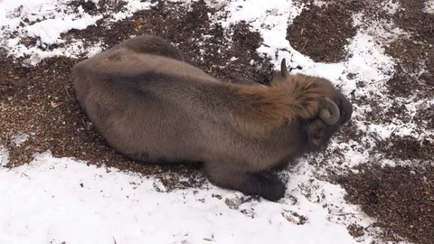 The bison is sleeping surrounded with snow Stock-Footage 103372150
