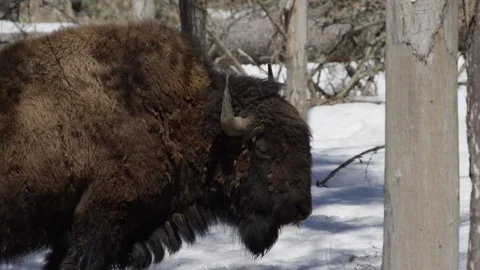Bison slow motion side profile winter Stock Footage 106582387
