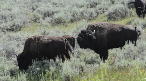 Bison Sniffs Air During Rut Stock Footage 62817150